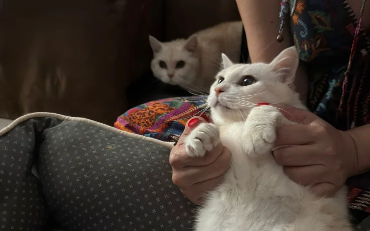Dra. Bárbara examinando um gato no sofá de casa