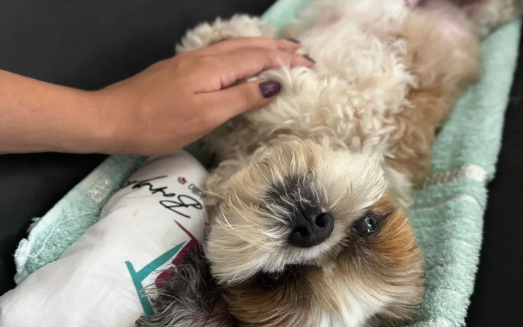 Exame de ultrassom em um cachorro feito em casa